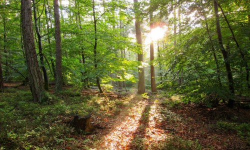 XC Rando - VTTAE Koestlach