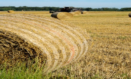 XC Rando - VTTAE Bernwiller