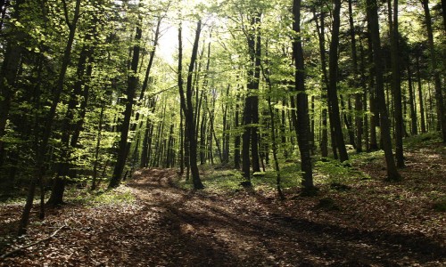 XC Rando - VTTAE Hirsingue